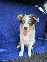 Snickers , a male Australian Shepherd for sale in Dahlonega, GA – Photo 1 of 9