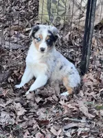 Snickers , a male Australian Shepherd for sale in Dahlonega, GA – Photo 5 of 9