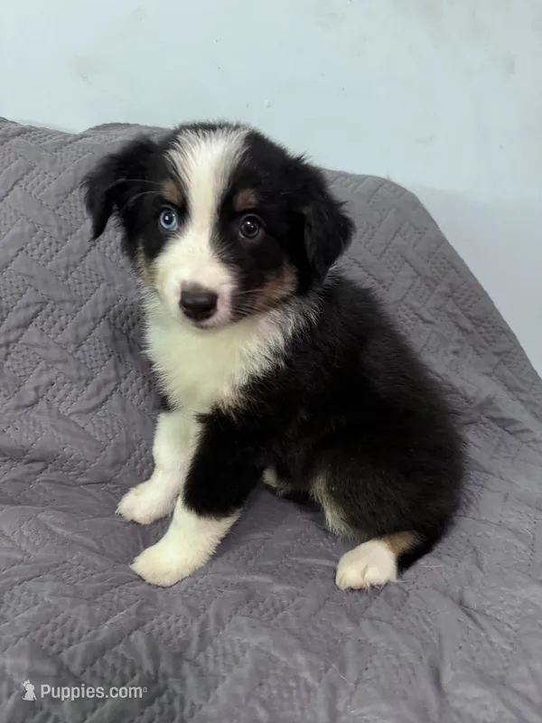 Maple – Australian Shepherd puppy for sale in Dahlonega, GA