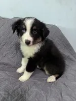 Maple, a female Australian Shepherd for sale in Dahlonega, GA – 5 of 6