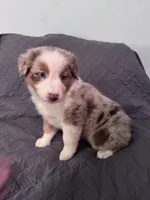 Poppy, a female Australian Shepherd for sale in Dahlonega, GA – 5 of 6