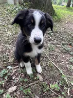 Cypress, a male Australian Shepherd for sale in Dahlonega, GA – 3 of 9