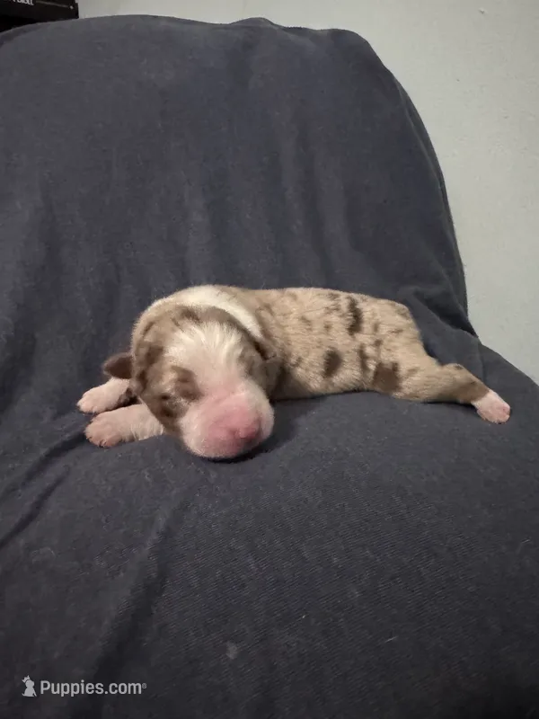 Poppy – Australian Shepherd puppy for sale in Dahlonega, GA