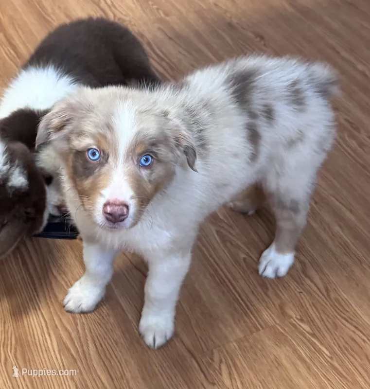 Daisy  – Australian Shepherd puppy for sale in Dahlonega, GA