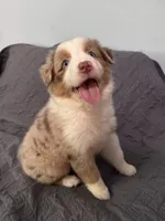 Poppy, a female Australian Shepherd for sale in Dahlonega, GA – 6 of 6