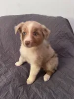 Daisy, a female Australian Shepherd for sale in Dahlonega, GA – 3 of 5