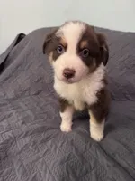 Ceder , a male Australian Shepherd for sale in Dahlonega, GA – 5 of 6