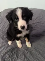 Cypress, a male Australian Shepherd for sale in Dahlonega, GA – 5 of 5