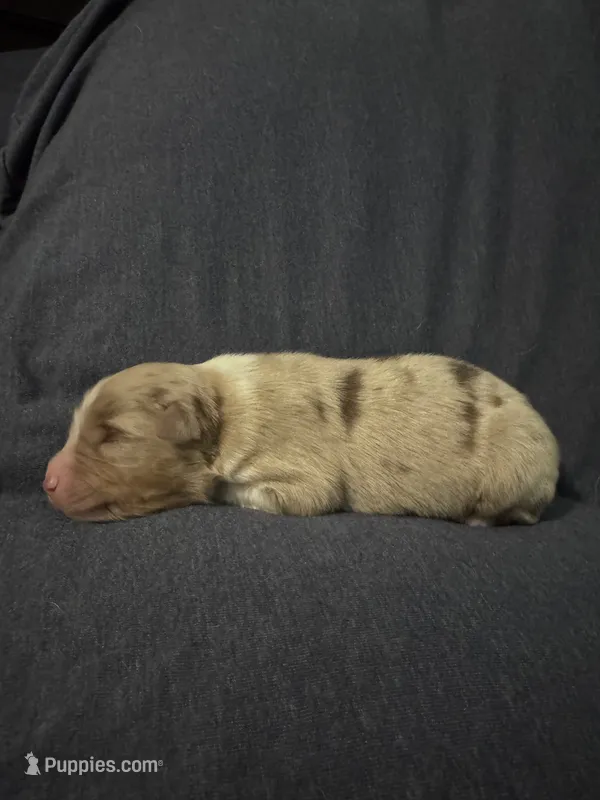 Daisy – Australian Shepherd puppy for sale in Dahlonega, GA