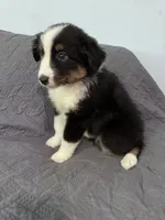 Maple, a female Australian Shepherd for sale in Dahlonega, GA – 6 of 6