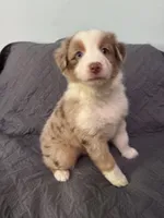 Poppy, a female Australian Shepherd for sale in Dahlonega, GA – 4 of 6