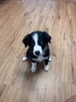 Cypress, a male Australian Shepherd for sale in Dahlonega, GA – 5 of 9