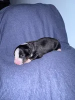 Cypress, a male Australian Shepherd for sale in Dahlonega, GA – 4 of 5