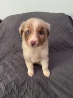 Daisy , a female Australian Shepherd for sale in Dahlonega, GA – 4 of 6