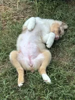 Daisy , a female Australian Shepherd for sale in Dahlonega, GA – 2 of 6