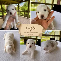 Latte Male Available Micro mini golden doodle, a male Goldendoodle for sale in Navarre, OH – 1 of 1