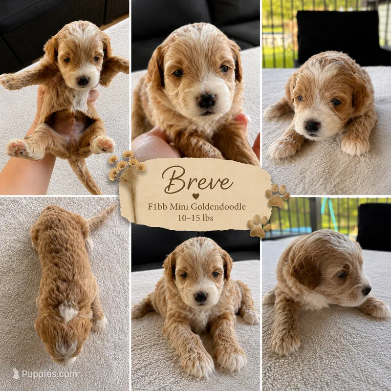 Breve Male Available Micro Mini Golden Doodle – Goldendoodle puppy for sale in Navarre, OH