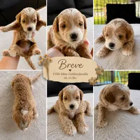 Breve Male Available Micro Mini Golden Doodle, a male Goldendoodle for sale in Navarre, OH – 1 of 1