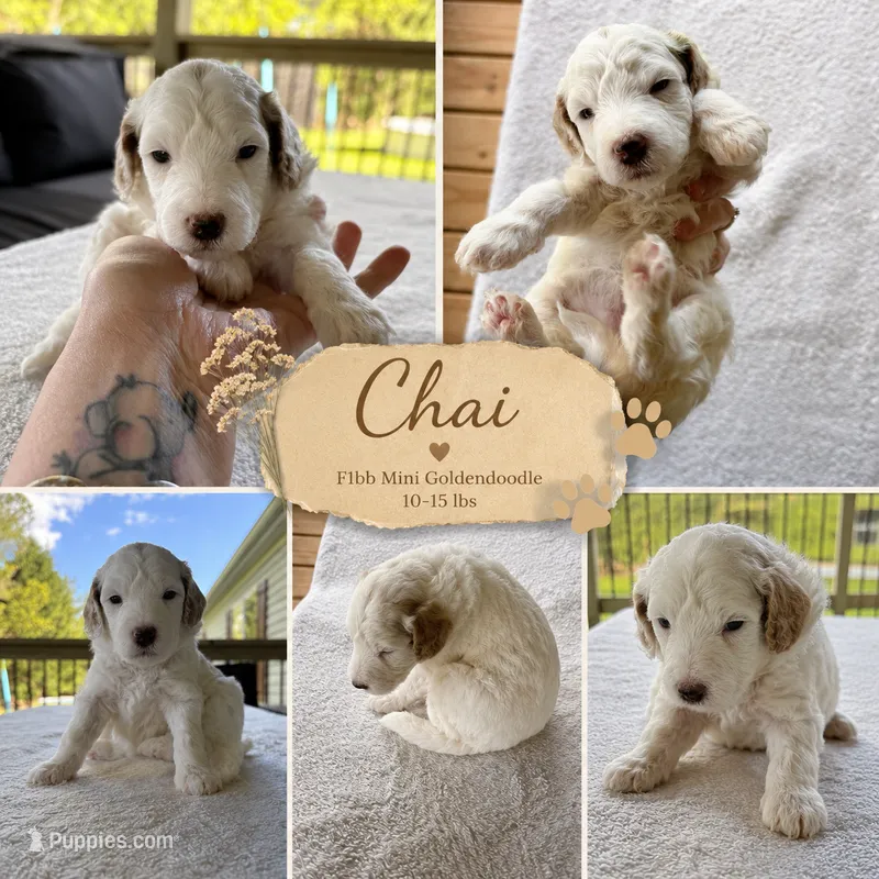 Chai Female Available Mini Micro Golden Doodle – Goldendoodle puppy for sale in Navarre, OH