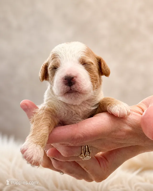 Bean | Striking Markings | Cream/Red One-of-a-Kind Look – Goldendoodle puppy for sale in Navarre, OH
