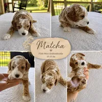 Matcha Female Available Micro mini Golden Doodle, a female Goldendoodle for sale in Navarre, OH – 1 of 1