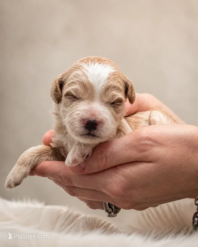 Breve | F1bb micro Golden Doodle  – Goldendoodle puppy for sale in Navarre, OH