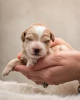 Breve | F1bb micro Golden Doodle , a female Goldendoodle for sale in Navarre, OH – 1 of 1
