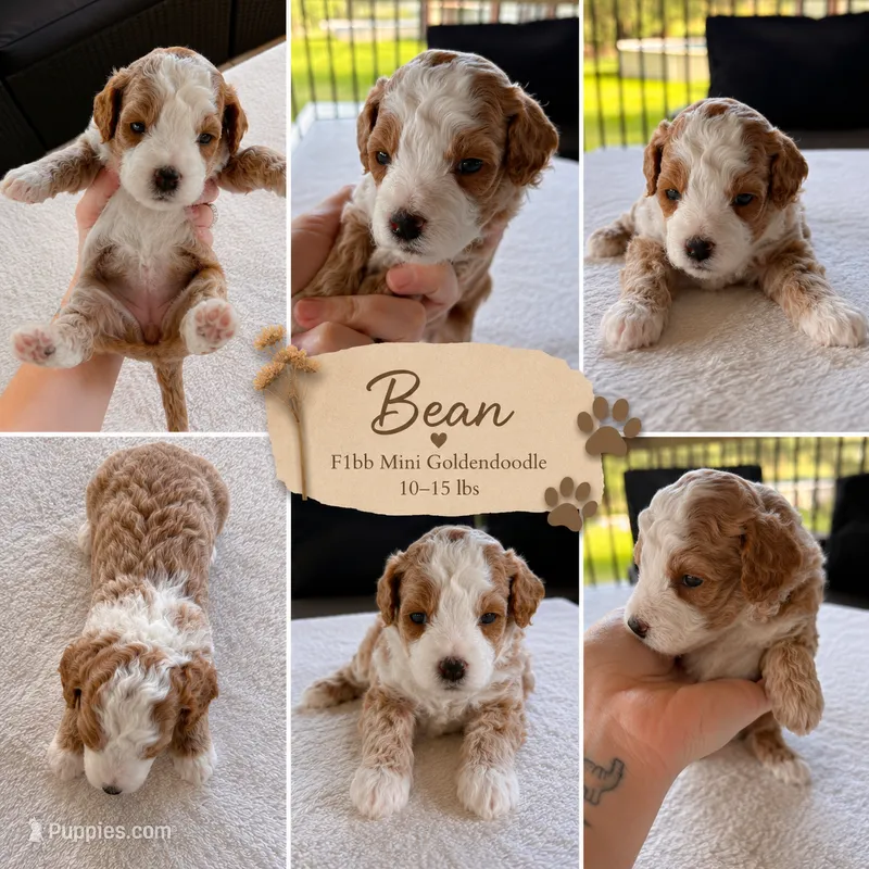 Bean Female Available Micro Mini Golden Doodle – Goldendoodle puppy for sale in Navarre, OH