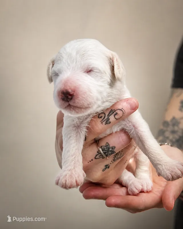 Latte | Cream Solid Male Toy Golden Doodle – Goldendoodle puppy for sale in Navarre, OH