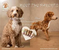 Venti | Deep Red Abstract (Highly Desired), a male Miniature Goldendoodle for sale in Navarre, OH – 2 of 3
