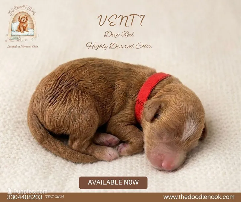 Venti | Deep Red Abstract (Highly Desired) – Miniature Goldendoodle puppy on hold in Navarre, OH