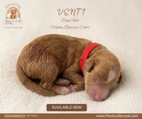 Venti | Deep Red Abstract (Highly Desired), a male Miniature Goldendoodle for sale in Navarre, OH – 1 of 3