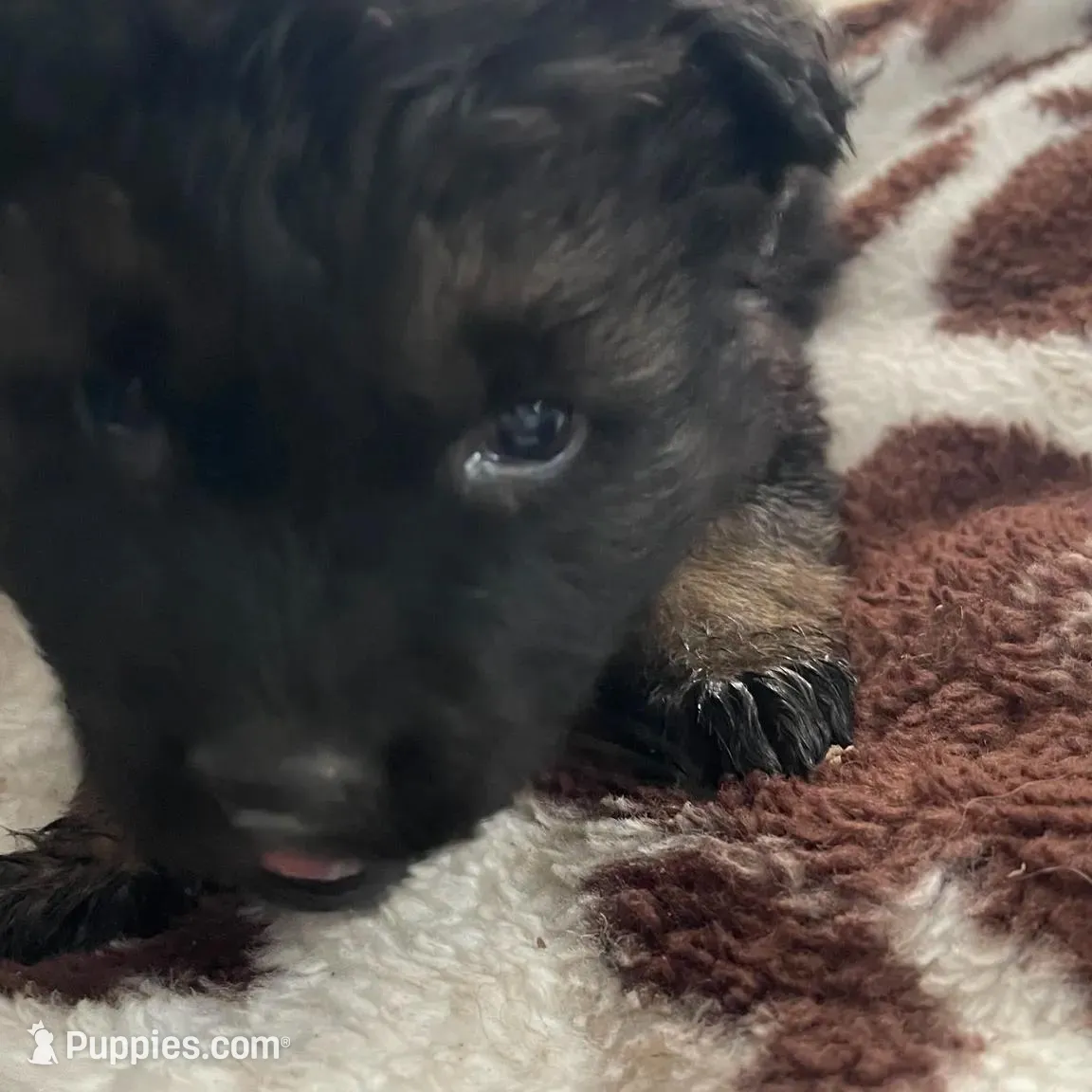 Lilly, a female German Shepherd Dog for sale in Neosho, MO – Photo 5 of 7