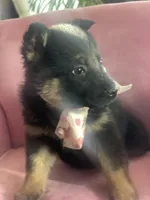 Lilly, a female German Shepherd Dog for sale in Neosho, MO – Photo 2 of 7