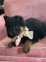 Lilly, a female German Shepherd Dog for sale in Neosho, MO – Photo 3 of 7