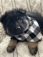 Clyde, a male German Shepherd Dog for sale in Neosho, MO – Photo 2 of 6