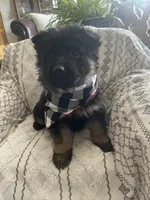 Clyde, a male German Shepherd Dog for sale in Neosho, MO – Photo 4 of 6