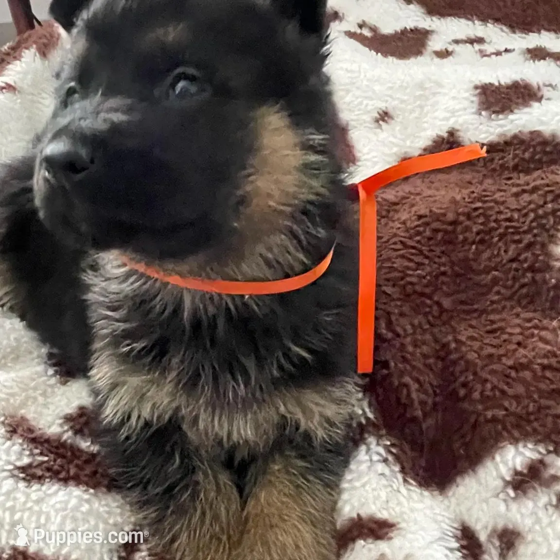 Clyde, a male German Shepherd Dog for sale in Neosho, MO – Photo 3 of 6