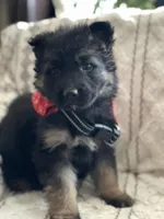 Axle, a male German Shepherd Dog for sale in Neosho, MO – Photo 1 of 7