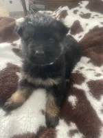 Axle, a male German Shepherd Dog for sale in Neosho, MO – Photo 4 of 7