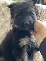 Axle, a male German Shepherd Dog for sale in Neosho, MO – Photo 3 of 7