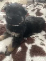 Axle, a male German Shepherd Dog for sale in Neosho, MO – Photo 5 of 7