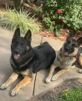 Axle, a male German Shepherd Dog for sale in Neosho, MO – Photo 7 of 7