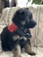 Axle, a male German Shepherd Dog for sale in Neosho, MO – Photo 2 of 7