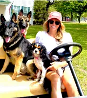 Zeus, a male German Shepherd Dog for sale in Neosho, MO – Photo 6 of 6