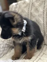 Zeus, a male German Shepherd Dog for sale in Neosho, MO – Photo 4 of 6