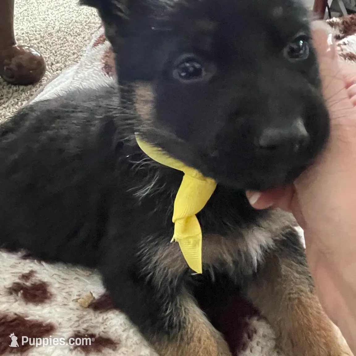 Zeus, a male German Shepherd Dog for sale in Neosho, MO – Photo 3 of 6