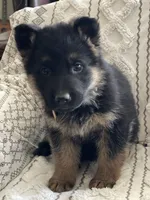 Zeus, a male German Shepherd Dog for sale in Neosho, MO – Photo 2 of 6