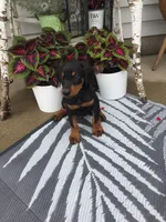 Bailey American/European , a male Doberman Pinscher for sale in Shipshewana, IN – 3 of 4
