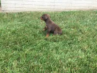 Mia American/European, a female Doberman Pinscher for sale in Shipshewana, IN – 2 of 5